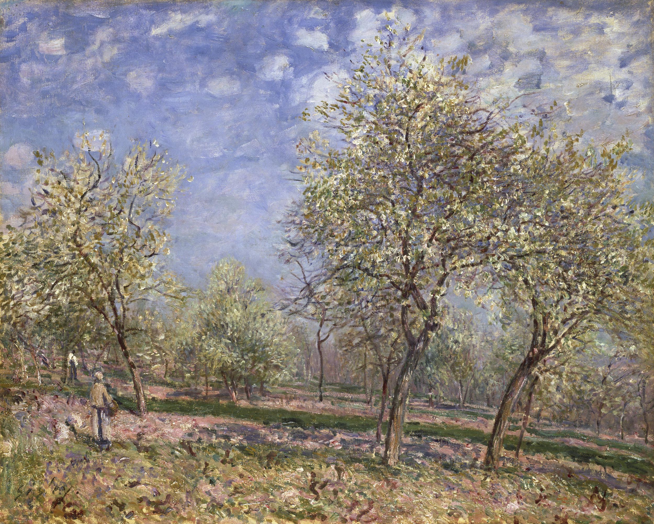 sisley apple trees cma